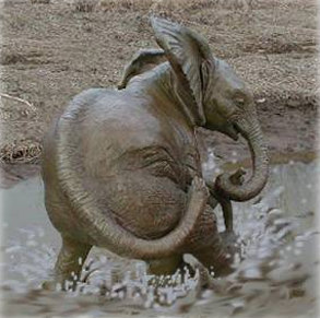 Additional image rendering of what Elephant sculpture will look like as a fountain, megwhitesculpture.com